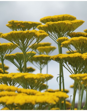 Achillea filipendulina