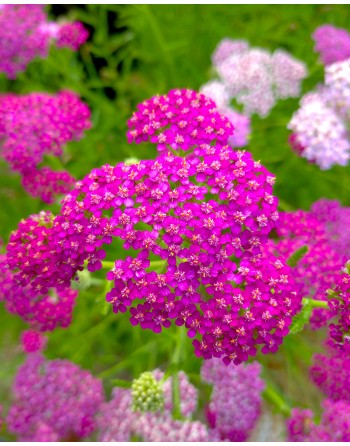 Achillea millefolium...