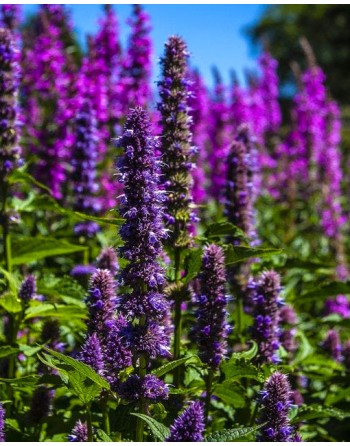 Agastache mexicana...