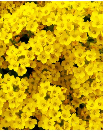 Alyssum saxatile