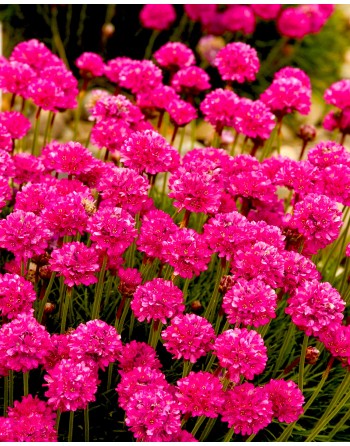 Armeria maritima