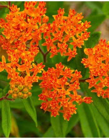 Asclepias tuberosa