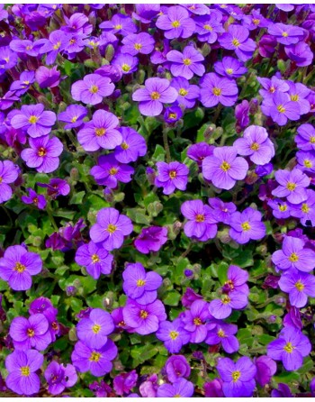 Aubrieta deltoidea