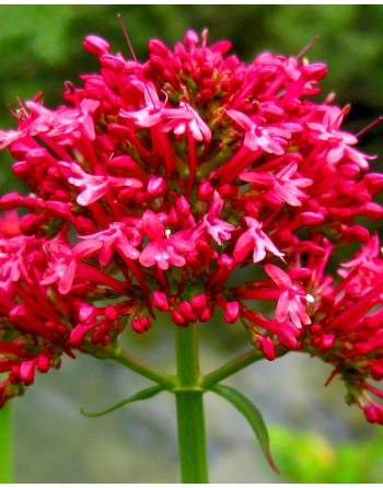 Centranthus ruber