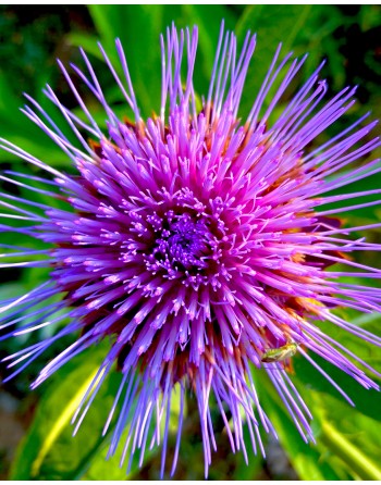 Cynara cardunculus