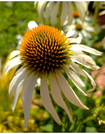 Echinacea purpurea 'White'