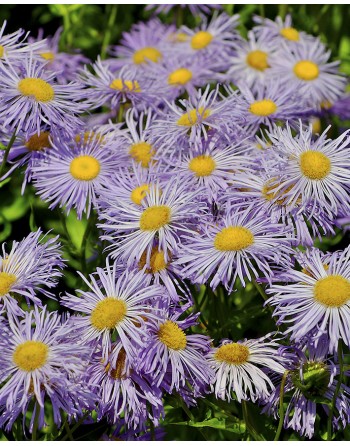 Erigeron speciosus