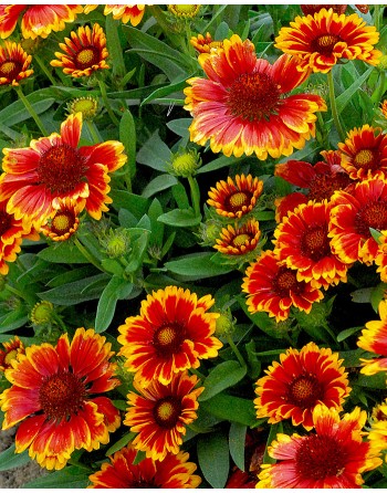 Gaillardia aristata