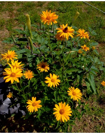 Heliopsis scabra