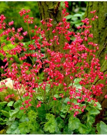 Heuchera sanguinea