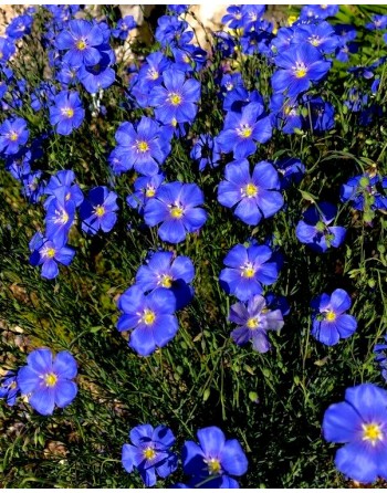 Linum perenne