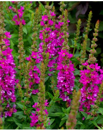 Lythrum salicaria