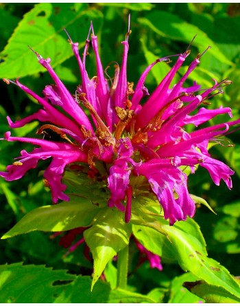 Monarda citriodora