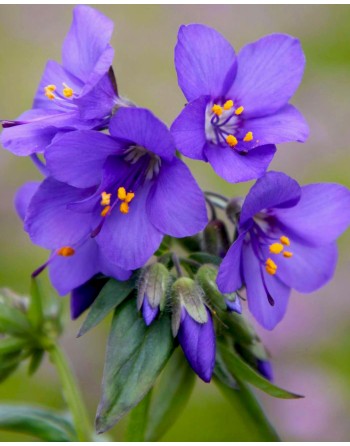 Polemonium caeruleum