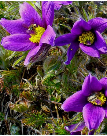 Pulsatilla vulgaris