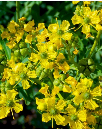 Ruta graveolens
