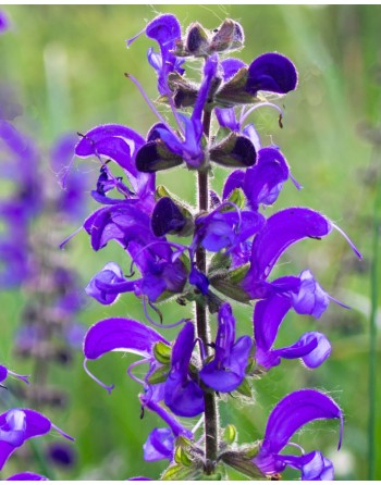 Salvia pratensis