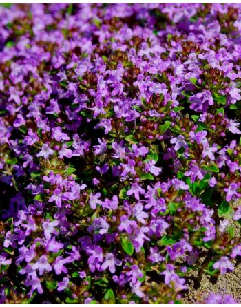 Thymus serphyllum
