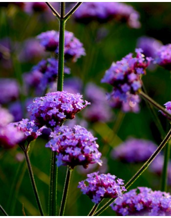 Verbena bonariensis