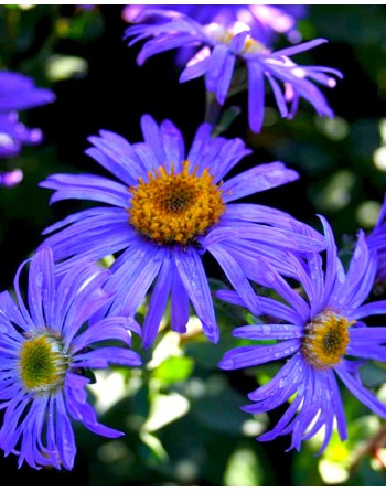 Aster amellus 'Rudolf Goethe'