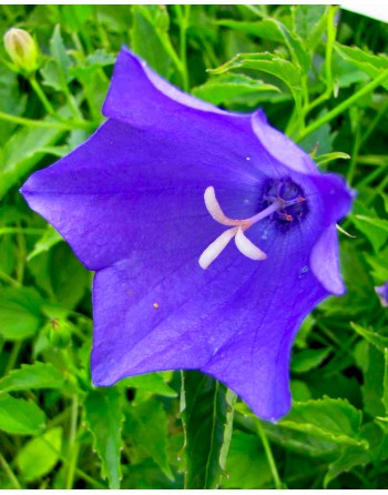 Campanula carpatica 'Purple'