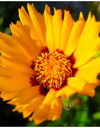 Coreopsis lanceolata