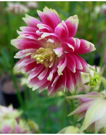 Aquilegia columbine 'Nora...