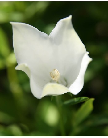 Platycodon grandiflorus...