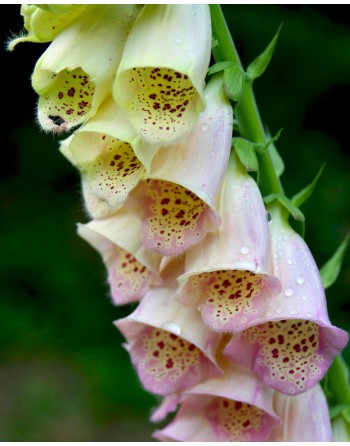 Digitalis purpurea 'White -...