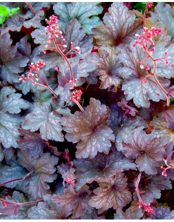 Heuchera micrantha 'Palace...