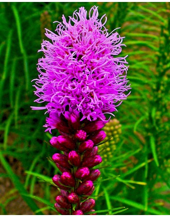 Liatris spicata
