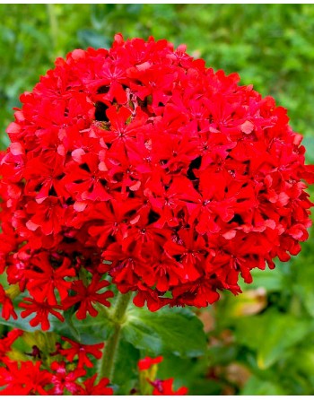 Lychnis chalcedonica