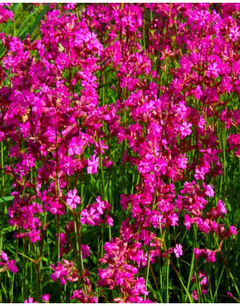 Lychnis viscaria