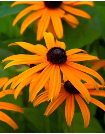 Rudbeckia fulgida 'Goldsturm'