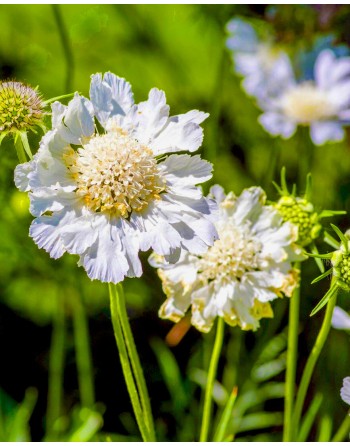 Scabiosa caucasica 'Alba'