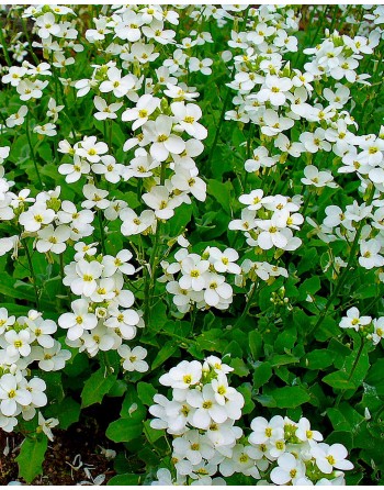 Arabis caucasica