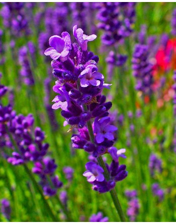 Lavandula angustifolia