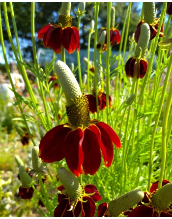 Ratibida columnifera