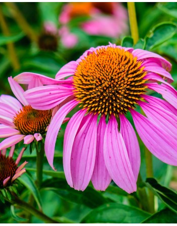 Echinacea purpurea 'Magnus'