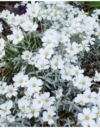 Cerastium tomentosum