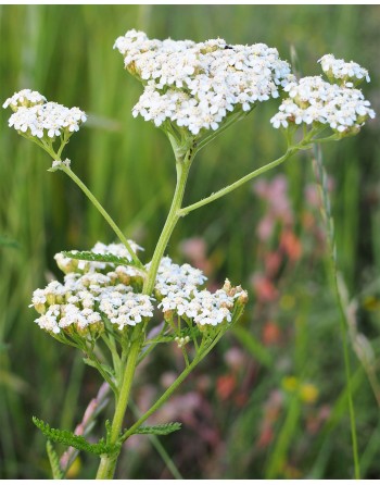 Achillea millefolium...
