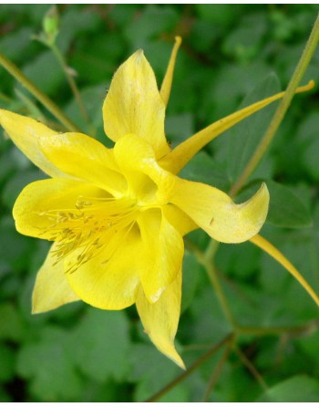 Aquilegia chrysantha 'Golden'
