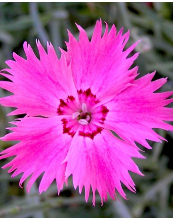 Dianthus plumarius