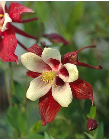Aquilegia caerulea 'Crimson...