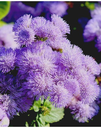 Ageratum 'Blue'