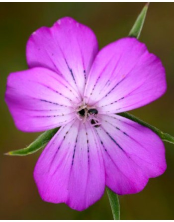 Agrostemma githago