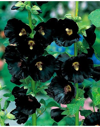 Alcea rosea 'Nigra'