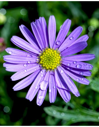 Brachyscome iberidifolia