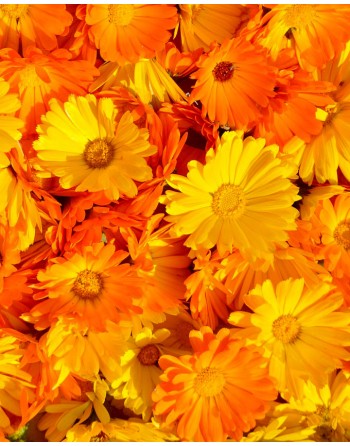 Calendula officinalis