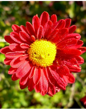 Callistephus chinensis...